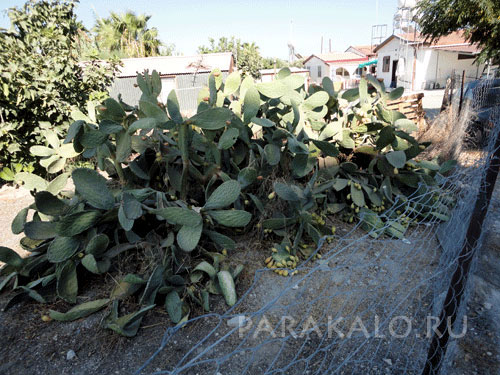 Заросли опунции - кактусы хорошо защищают участок вместо забора