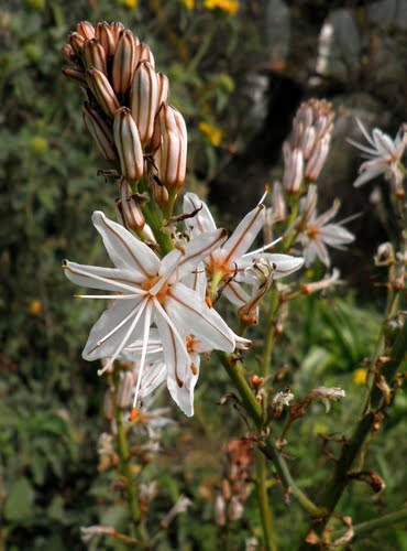 Как выглядит цветок Асфодель - который растет в Греции