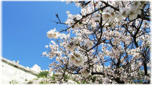 Красивые цветущие деревья в столице Греции - Афинах, апрель и май благоприятное время для экскурсий по памятным местам Древней Эллады