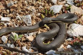 На Крите есть несколько неядовитых змей, в том числе - водяной уж, и мало ядовитая Кошачья змея