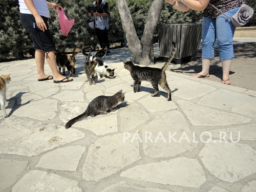 Кормление кипрских кошек