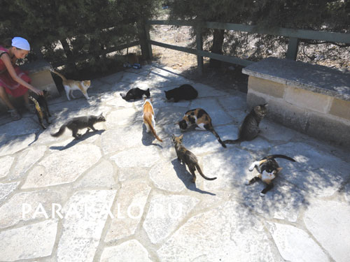 Уличные кошки на Кипре